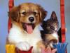 Pretty Puppy and Calico Kitten